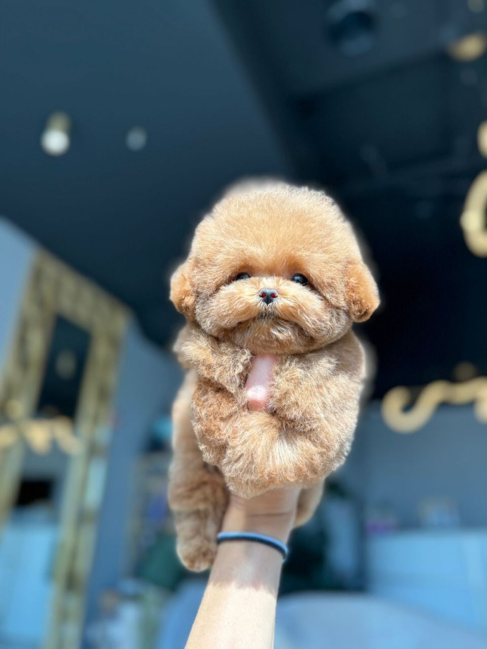 Щенок мальтипу Micropet на руках владельца