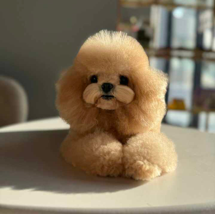 Той-пудель Micropet
