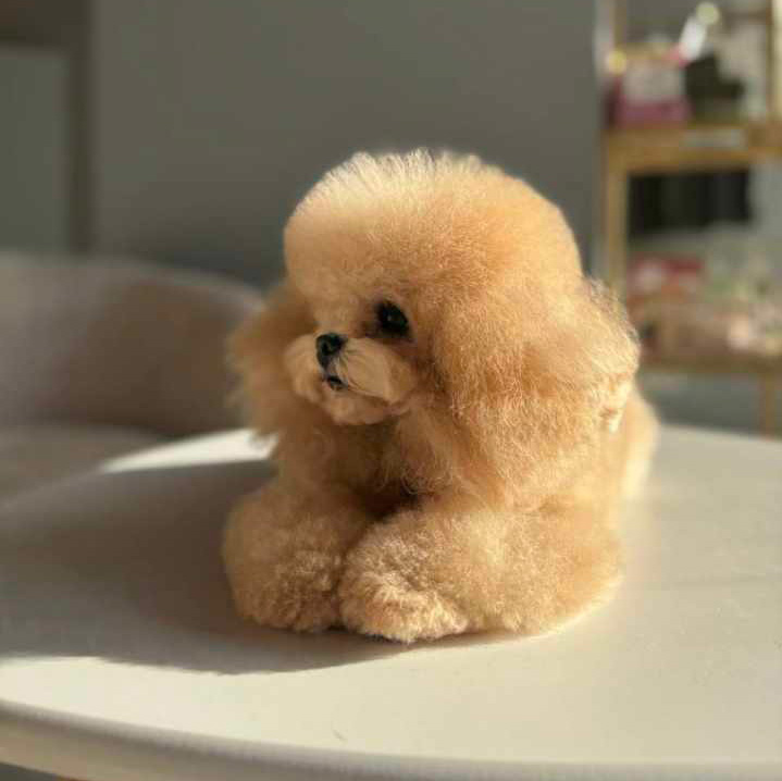Той-пудель Micropet