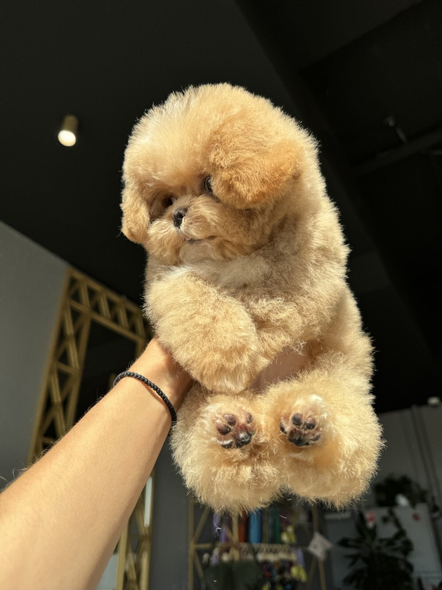 Мальтипу Micropet — корейский питомник