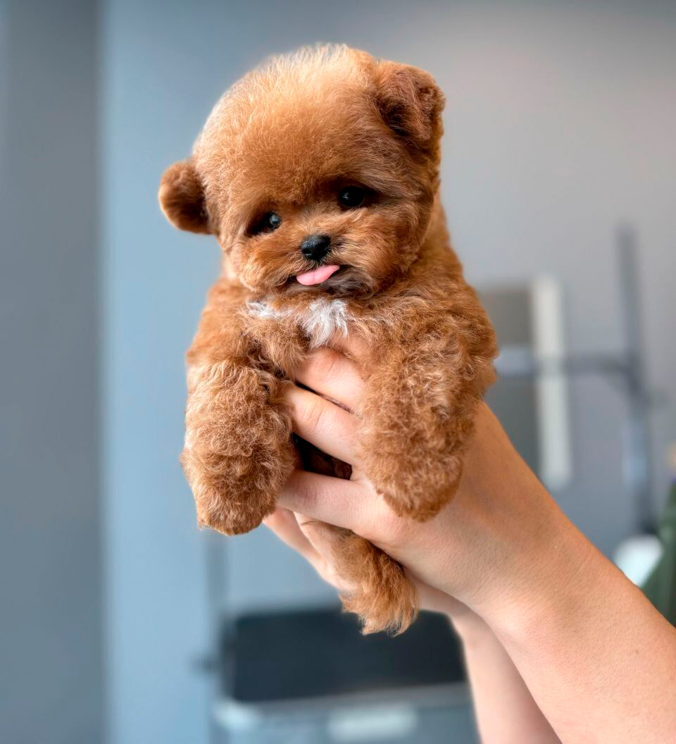 Мальтипу Micropet — корейский питомник