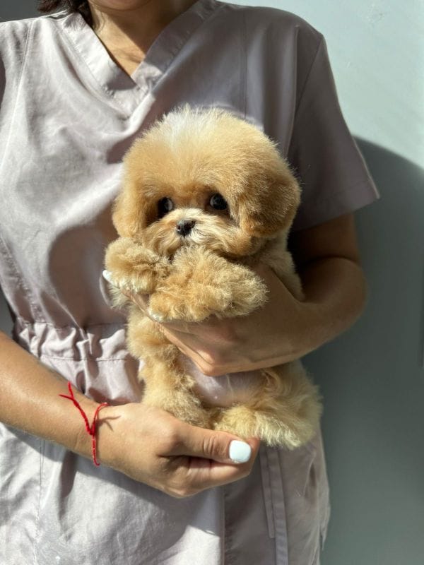 Корейский щенок Micropet