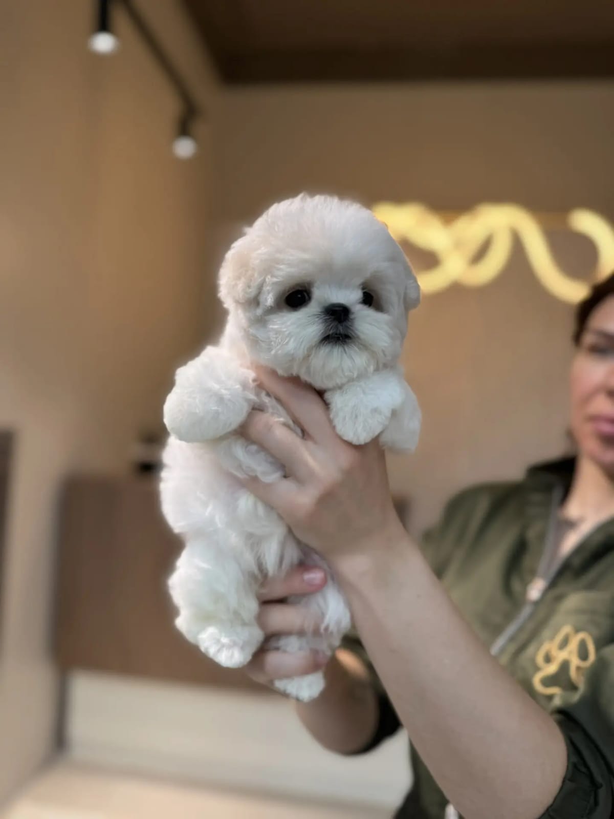 Корейский мальтипу Micropet