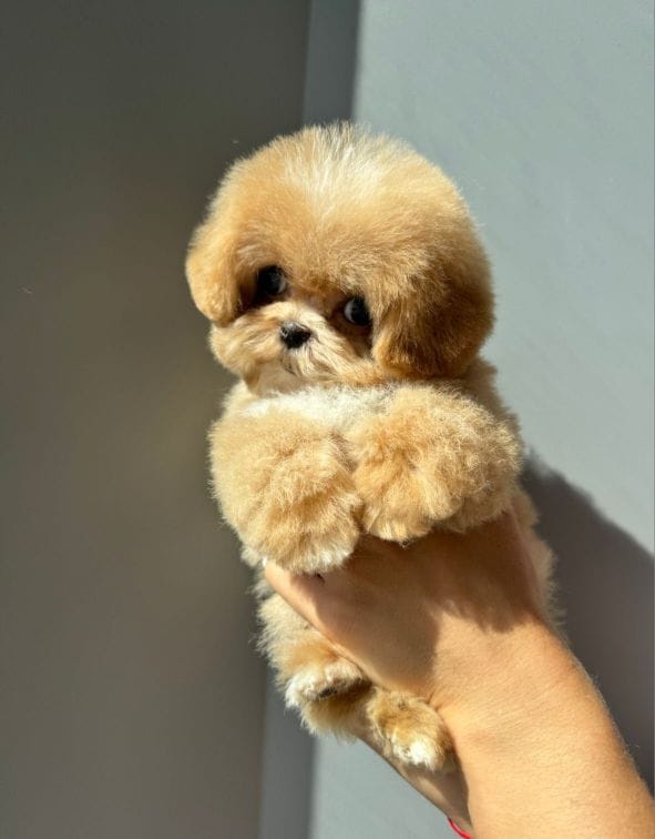 Корейский щенок Micropet