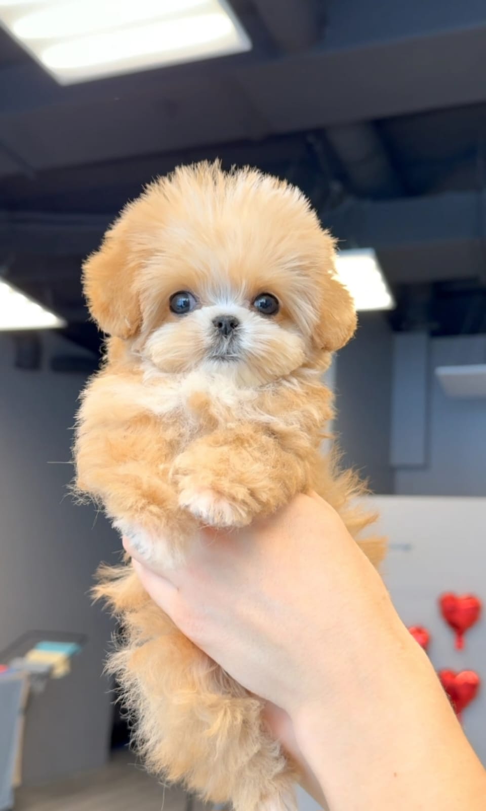 Корейский щенок Micropet
