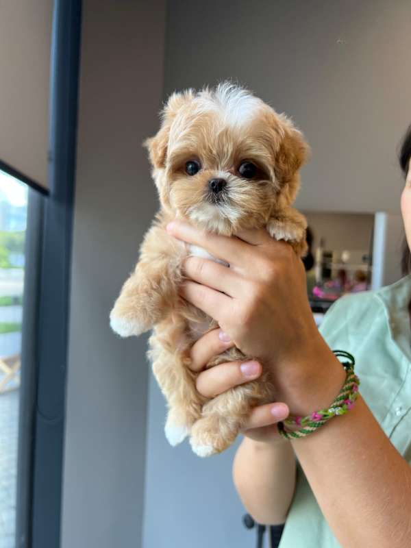 Корейский щенок Micropet