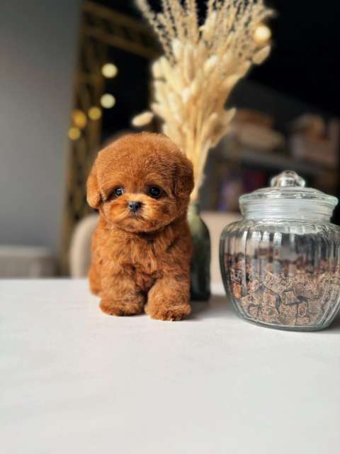 Корейский щенок Micropet