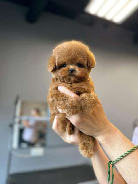 Корейский щенок Micropet