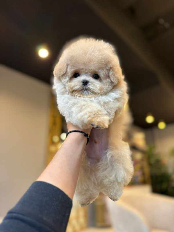 Корейский щенок Micropet