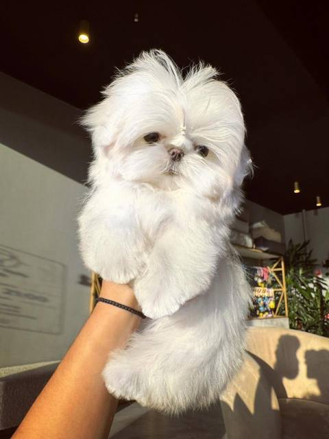 Корейский щенок Micropet