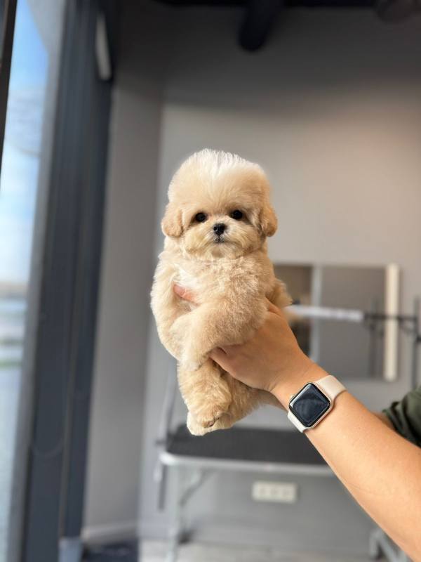 Корейский щенок Micropet