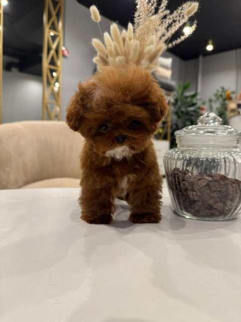 Корейский щенок Micropet