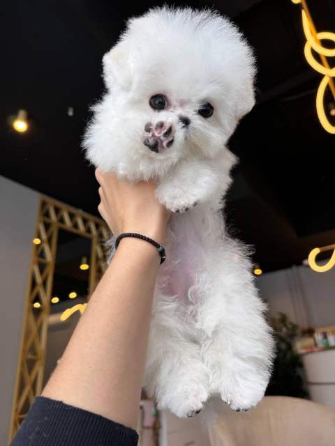 Корейский щенок Micropet
