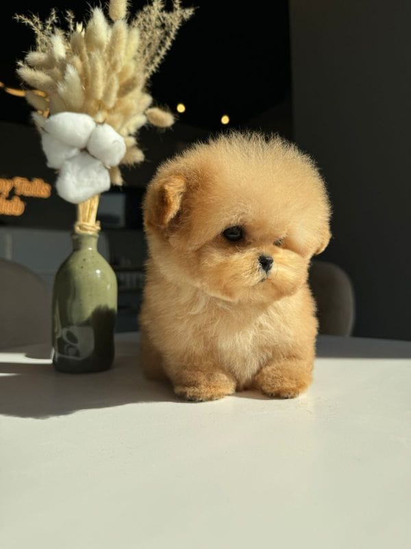 Корейский щенок Micropet