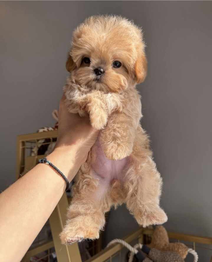 Корейский щенок Micropet