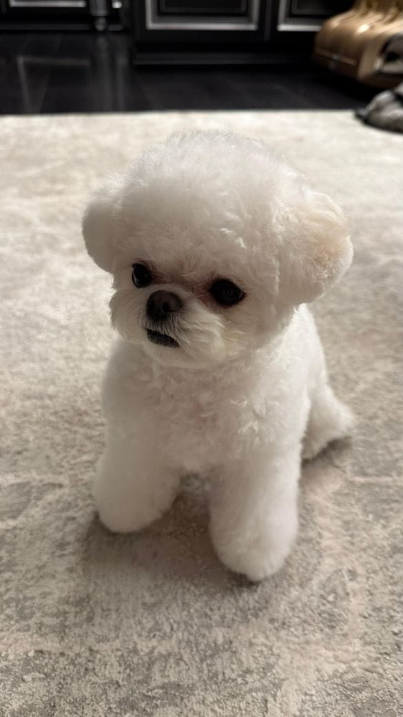 Корейский щенок Micropet