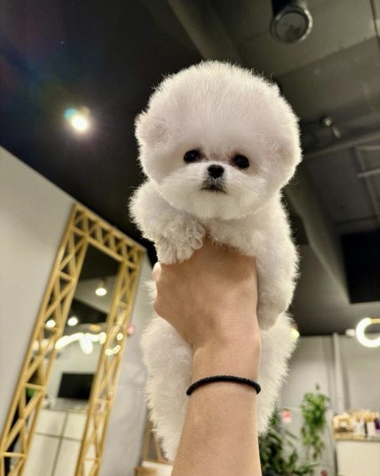Корейский щенок Micropet