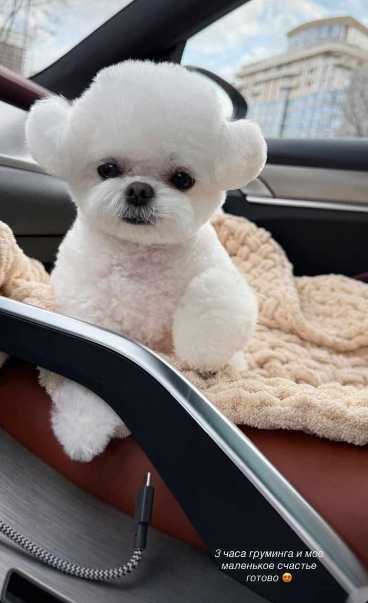 Корейский щенок Micropet
