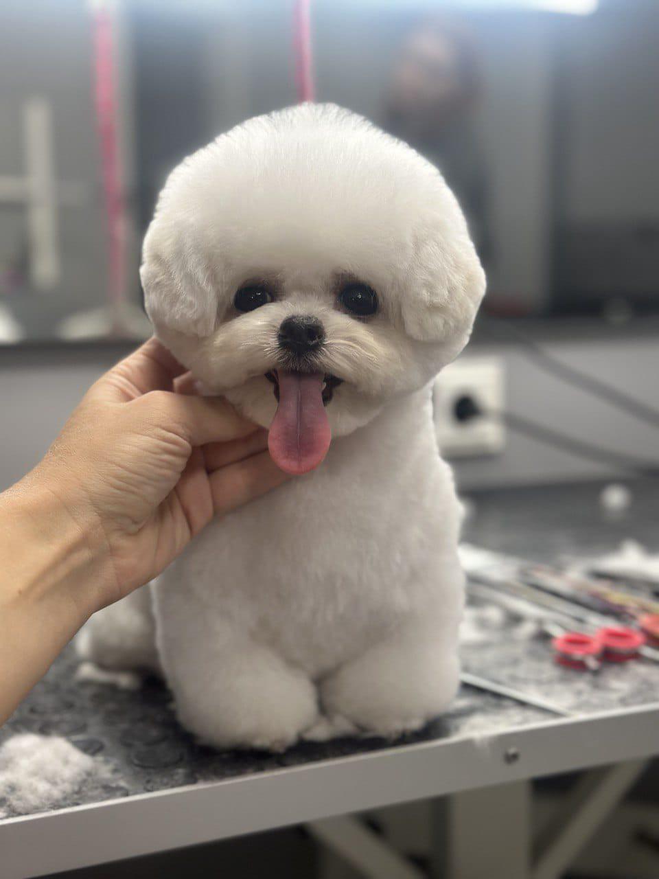 Корейский щенок Micropet