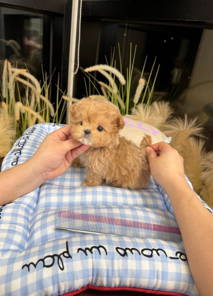 Мальтипу Тикап ❌ (Арт: 63788)